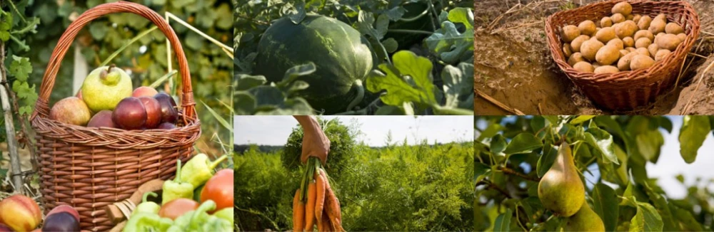 fruta-y-verdura-ecologica-a-domicilio-agrecoastur