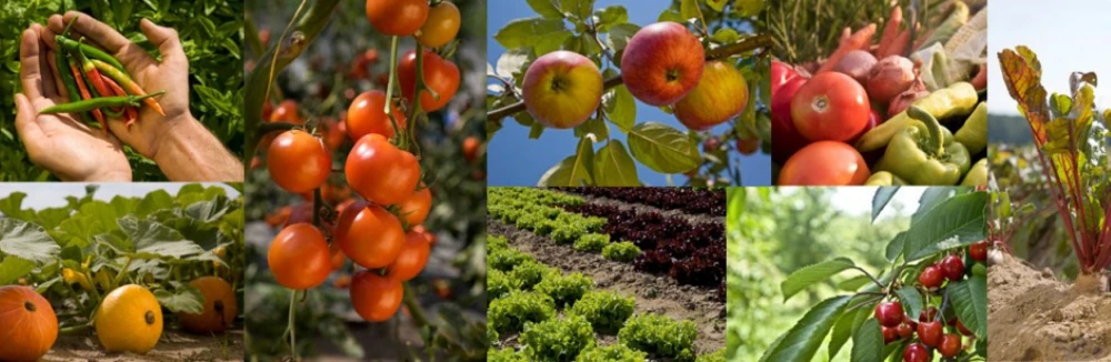 frutas-y-verduras-ecologicas-online-agrecoastur